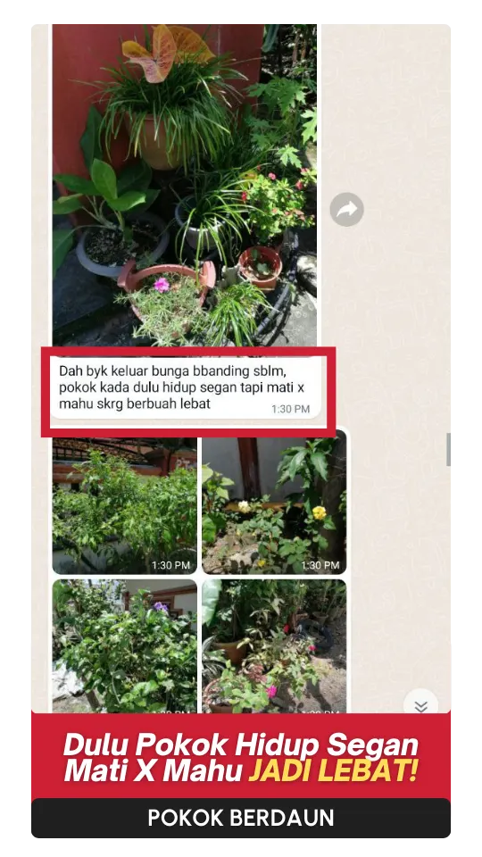Testimoni Daun (1)