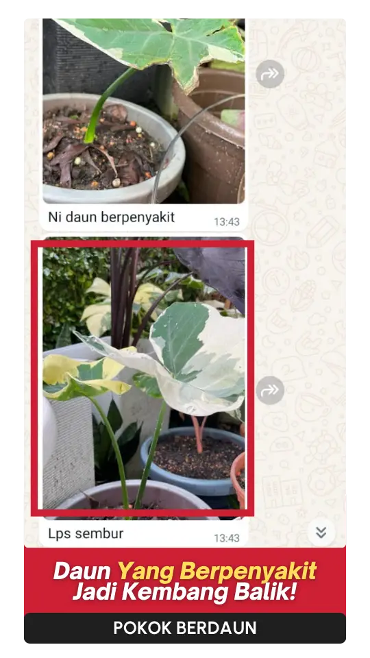 Testimoni Daun (4)